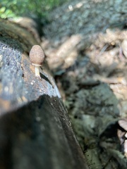 Pluteus longistriatus