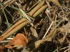 Pseudochorthippus parallelus