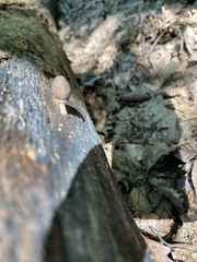 Pluteus longistriatus