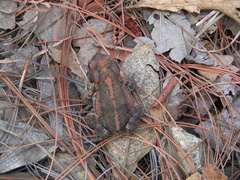 Incilius occidentalis