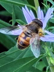 Eristalis tenax