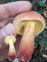 Baorangia bicolor