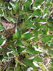 Peltigera aphthosa