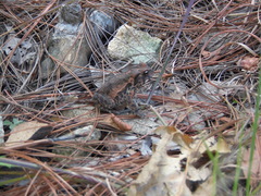 Incilius occidentalis