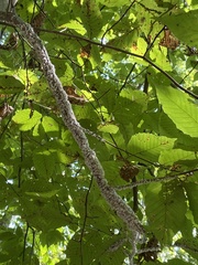 Grylloprociphilus imbricator