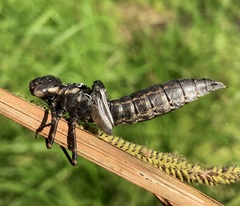 Aeshna grandis