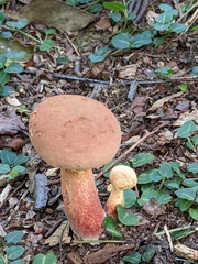 Baorangia bicolor