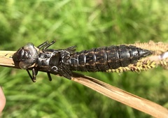 Aeshna grandis
