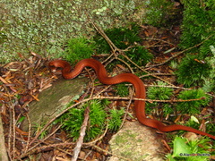 Storeria occipitomaculata