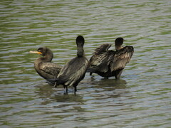 Nannopterum brasilianum