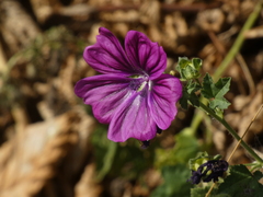 Malva sylvestris mauritiana