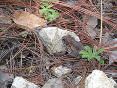 Incilius occidentalis
