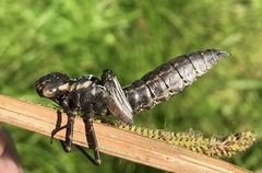 Aeshna grandis
