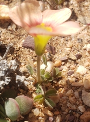 Oxalis obtusa