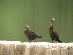 Nannopterum brasilianum