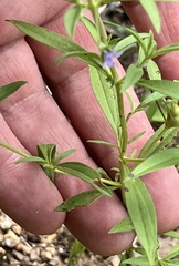 Trichostema brachiatum