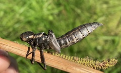 Aeshna grandis