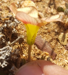 Oxalis obtusa