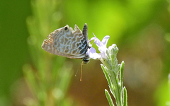 Leptotes pirithous