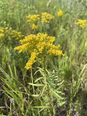 Solidago missouriensis
