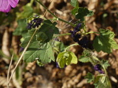 Malva sylvestris mauritiana