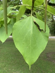 Catalpa