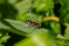 Austroscaeva melanostoma