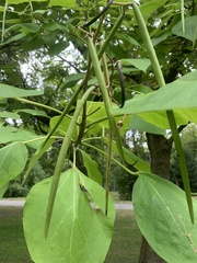 Catalpa