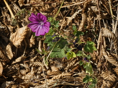Malva sylvestris mauritiana