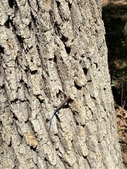 Plestiodon