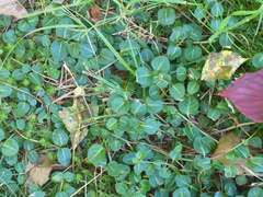 Mitchella repens