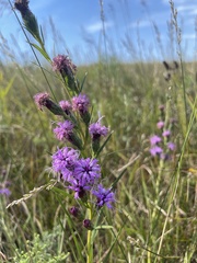 Liatris cylindracea