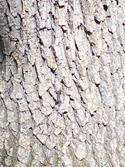 Plestiodon