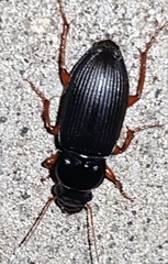 Harpalus rufipes