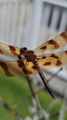 Celithemis eponina
