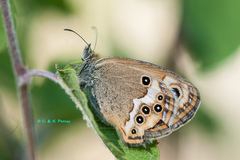 Coenonympha dorus