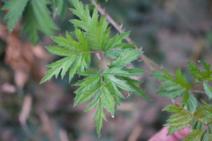 Rubus laciniatus
