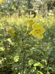 Aureolaria grandiflora