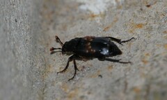 Nicrophorus humator