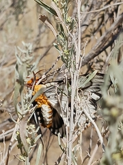 Bombycoidea