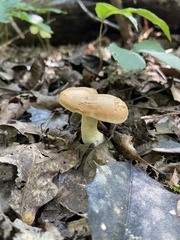 Lactarius chrysorrheus