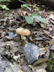 Lactarius chrysorrheus