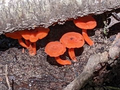 Cantharellus cinnabarinus