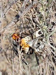 Bombycoidea