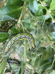 Cydalima perspectalis