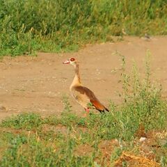 Alopochen aegyptiaca