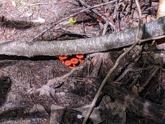 Cantharellus cinnabarinus