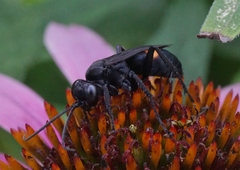 Anoplius semicinctus