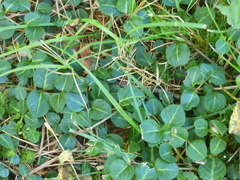 Mitchella repens