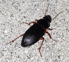 Harpalus rufipes